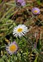 erigeron uniflorus